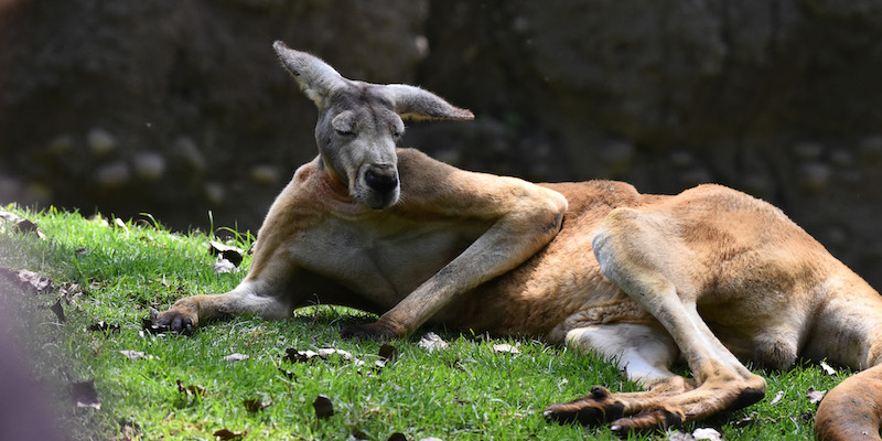 Un canguro allo zoo di Chapultepec, Città del Messico
(Carlos Tischler/eyepix via ZUMA/ansa)