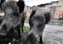 L'emendamento che permetterà l'uccisione degli animali selvatici nelle città italiane