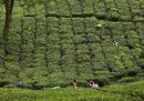 L'industria del tè Darjeeling è in crisi