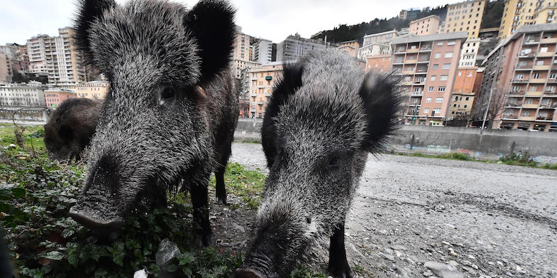 L'emendamento che permetterà l'uccisione degli animali selvatici nelle città italiane