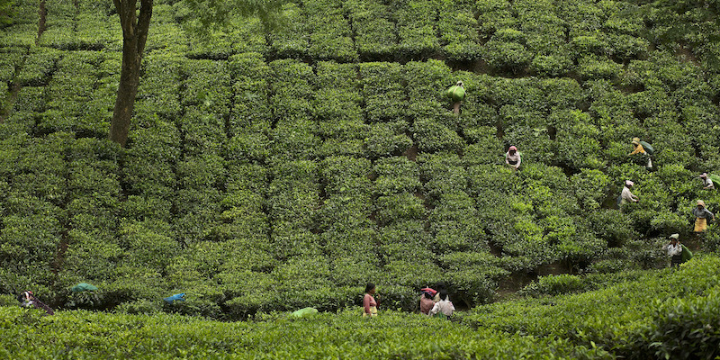 Una piantagione di tè in India (AP Photo/Anupam Nath)