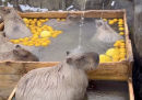 È di nuovo il periodo dei bagni caldi per i capibara di Tokyo