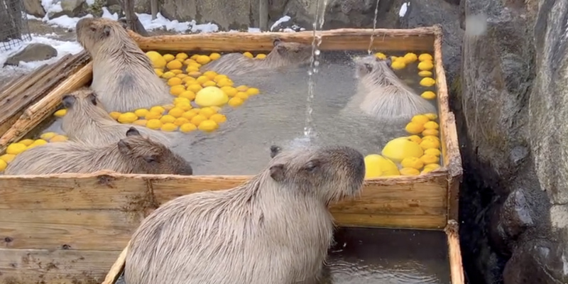 È di nuovo il periodo dei bagni caldi per i capibara di Tokyo