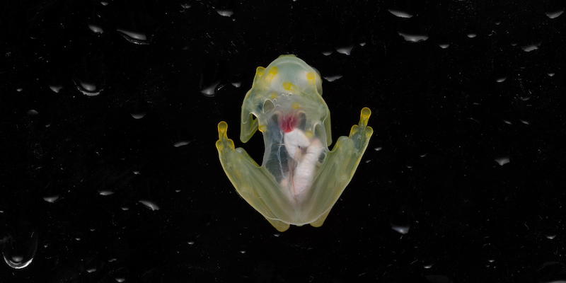 Una rana di vetro del genere Hyalinobatrachium (EPA/Lucas Bustamante / Ministero dell'Ambiente dell'Ecuador, ANSA)