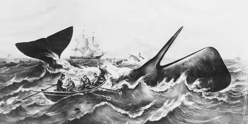 La caccia alle balene nel 1850