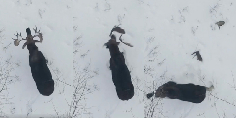 Rare video of moose losing its antlers |  Glowing