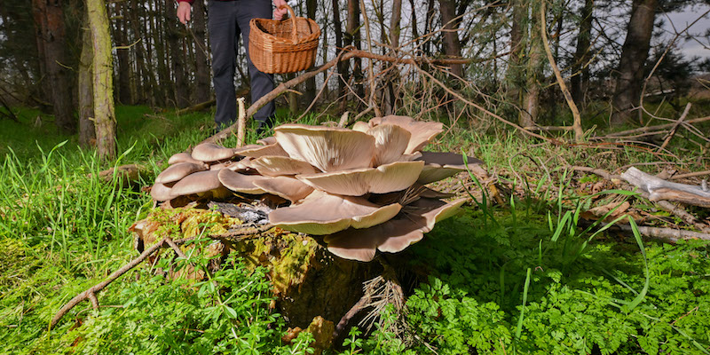 Funghi ostrica in un bosco in Germania