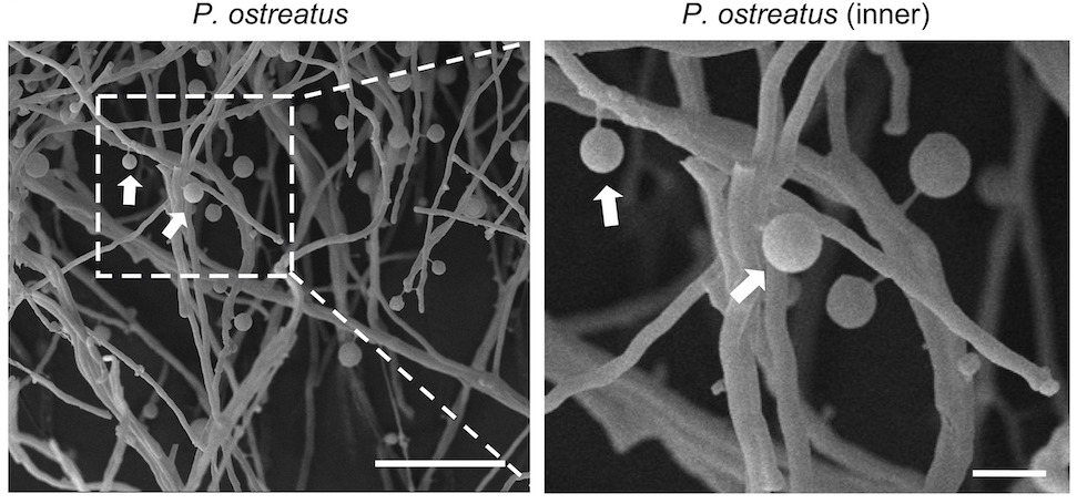 Immagine realizzata con un microscopio elettronico in cui si vedono piccoli pallini attaccati ai filamenti del micelio del Pleurotus ostreatus