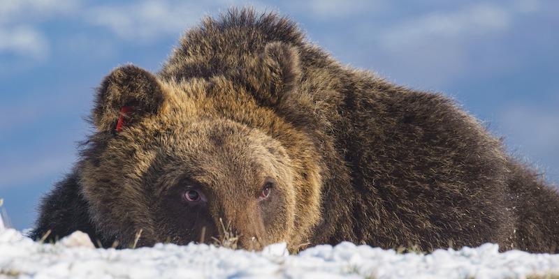 L'orso Juan Carrito sdraiato a terra su un prato innevato
