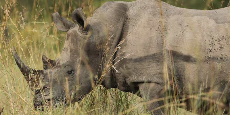 Un rinoceronte nell'erba alta