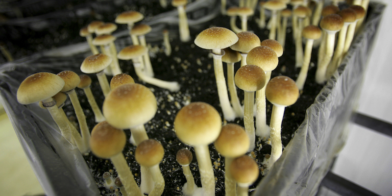 Funghi psichedelici coltivati