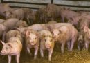 La Spagna ha un problema con gli allevamenti di maiali