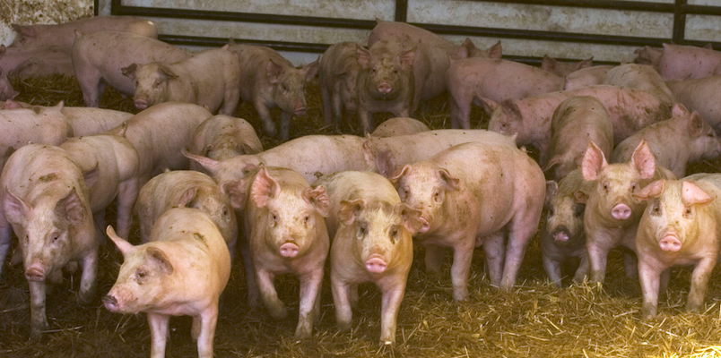 La Spagna è prima produttrice europea di carne di maiale (AP Photo/Al Golub, File)