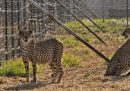 L'India ha ricevuto dal Sudafrica 12 ghepardi per il suo progetto di reintroduzione della specie