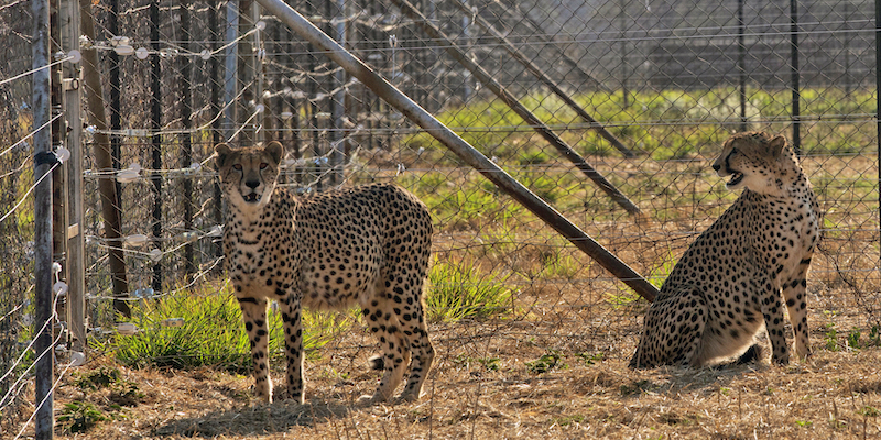 Due ghepardi all'interno di una recinzione