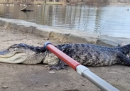 Le immagini dell'alligatore trovato in un parco pubblico a New York