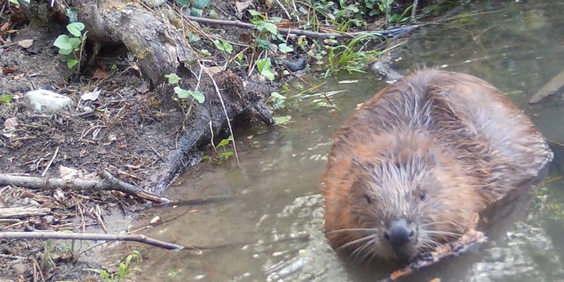 Un castoro fotografato in Toscana da una fototrappola del gruppo di ricercatori Rivers with beavers