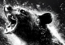 La storia dell'orso strafatto di cocaina da cui è stato tratto un film