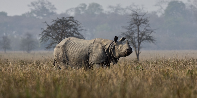 Un rinoceronte in India (AP Photo/Anupam Nath, LaPresse)