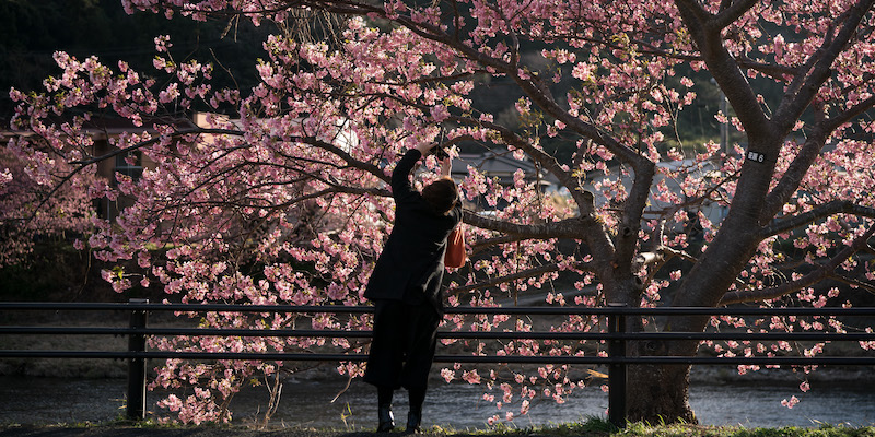 Una donna fotografa un ciliegio in fiore a Kawazu, in Giappone, il 20 febbraio 2023 (Tomohiro Ohsumi/Getty Images)