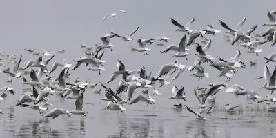 L'influenza aviaria sta uccidendo i gabbiani del lago di Garda