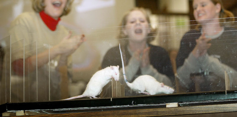 Olimpiadi dei ratti a Lincoln, Nebraska, 2002 (Eric Francis/Getty Images)