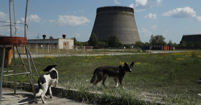 I cani di Chernobyl