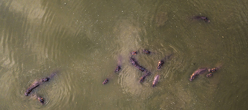 Ippopotami in un lago nel parco Napoles di Puerto Triunfo, Colombia (AP Photo/Ivan Valencia)