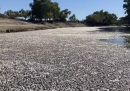 Milioni di pesci morti all'improvviso stanno marcendo in un fiume australiano