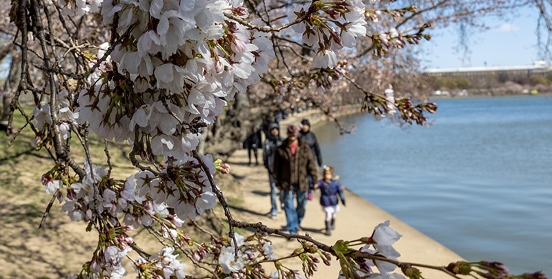 La tradizionale fioritura dei ciliegi a Washington, DC, in questi giorni (Tasos Katopodis/Getty Images)