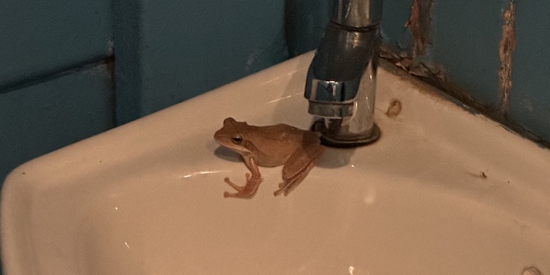 Una rana sul lavandino del bagno del Burger Factory, Morjim Beach, Goa, India (Foto Raffaella Silvestri)