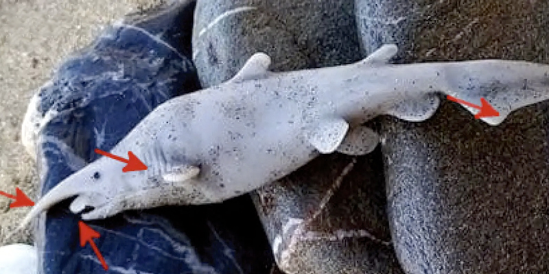 Un raro avvistamento di uno squalo di plastica, forse