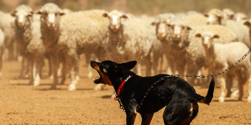 Il cane da pastore Jep abbaia alle pecore. Louth, Australia, 21 febbraio 2019. (Foto di Jenny Evans/Getty Images)