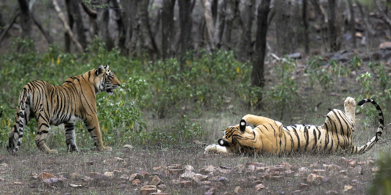 Alla fine l'India ci sta riuscendo a ripopolarsi di tigri