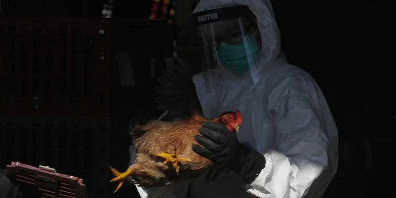 Un operatore sanitario durante un picco di influenza aviaria a Hong Kong nel 2014