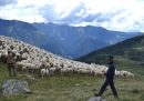 Il progetto per far convivere pastori, lupi e orsi in montagna