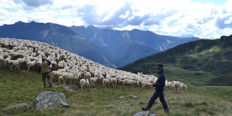 Una delle passate edizioni del progetto Pasturs (Pasturs.org)