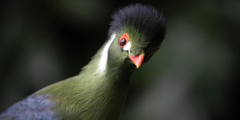 Weekly Beasts di sabato 22 aprile 2023