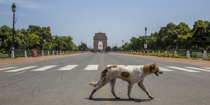 Un cane randagio per strada vicino all'India Gate, a New Delhi