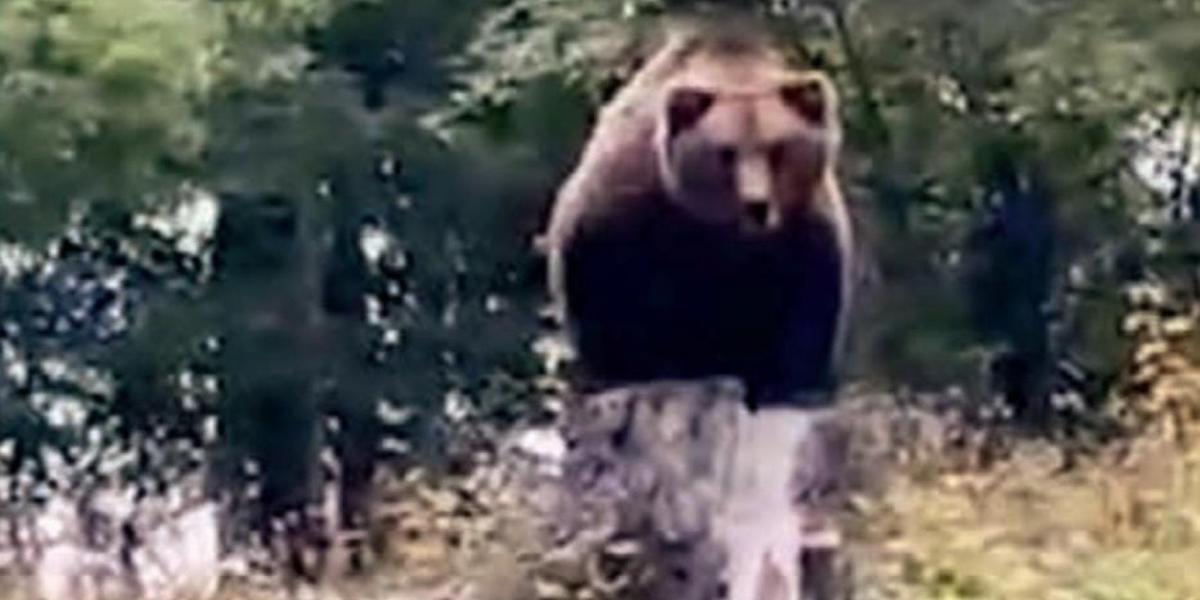 Uno degli orsi problematici del Trentino è stato trovato morto