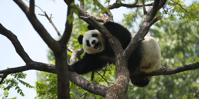 Un panda allo zoo di Pechino, Cina
(AP Photo/Ng Han Guan)