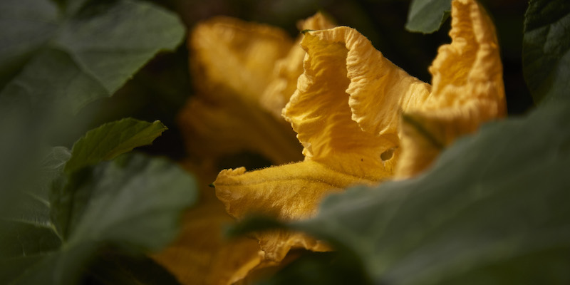 fiore di zucca