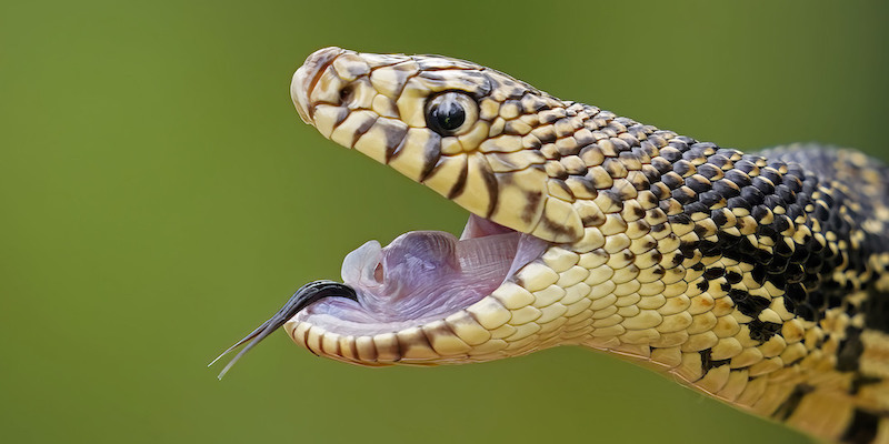 Un serpente del pino della Louisiana durante il rilascio di circa 100 esemplari nella Kisatchie National Forest, Louisiana 
(AP Photo/Gerald Herbert)