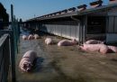 Le migliaia di animali morti nell'alluvione in Romagna