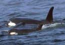 Perché ci sono orche che attaccano le barche vicino alle coste iberiche?