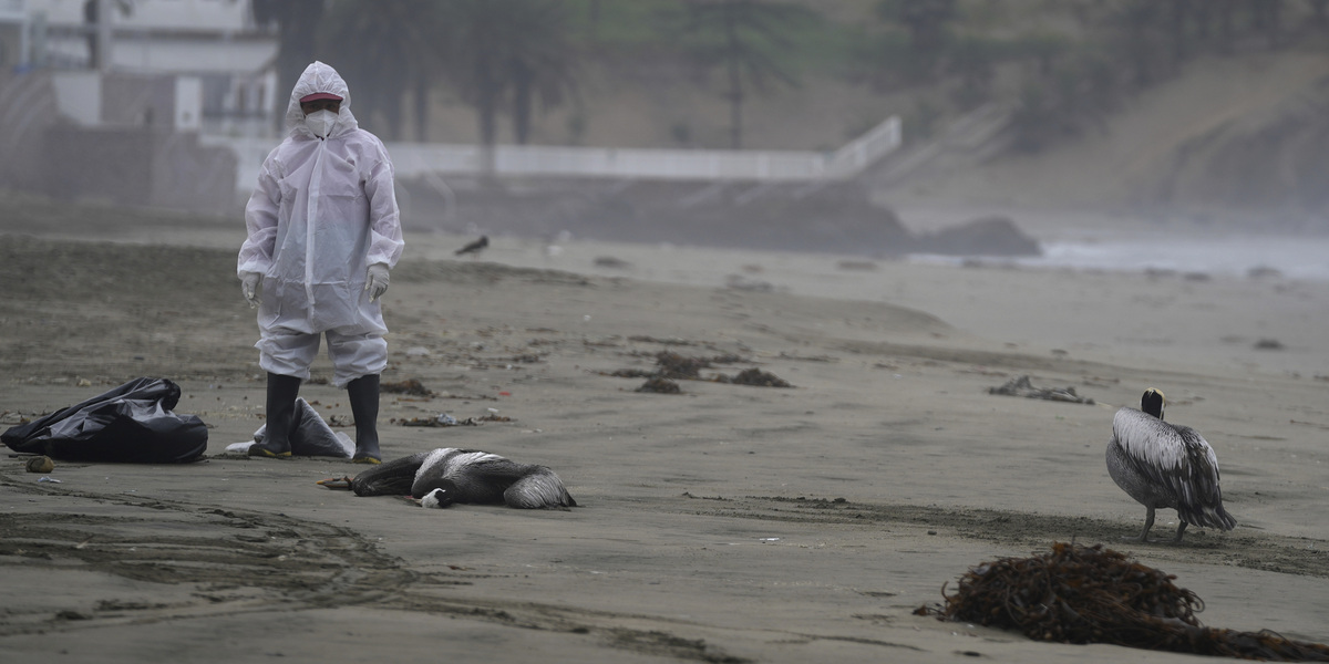 Un operatore municipale si muove tra le carcasse di vari pellicani morti a Lima, in Perù (AP Photo/Guadalupe Pardo, File)
