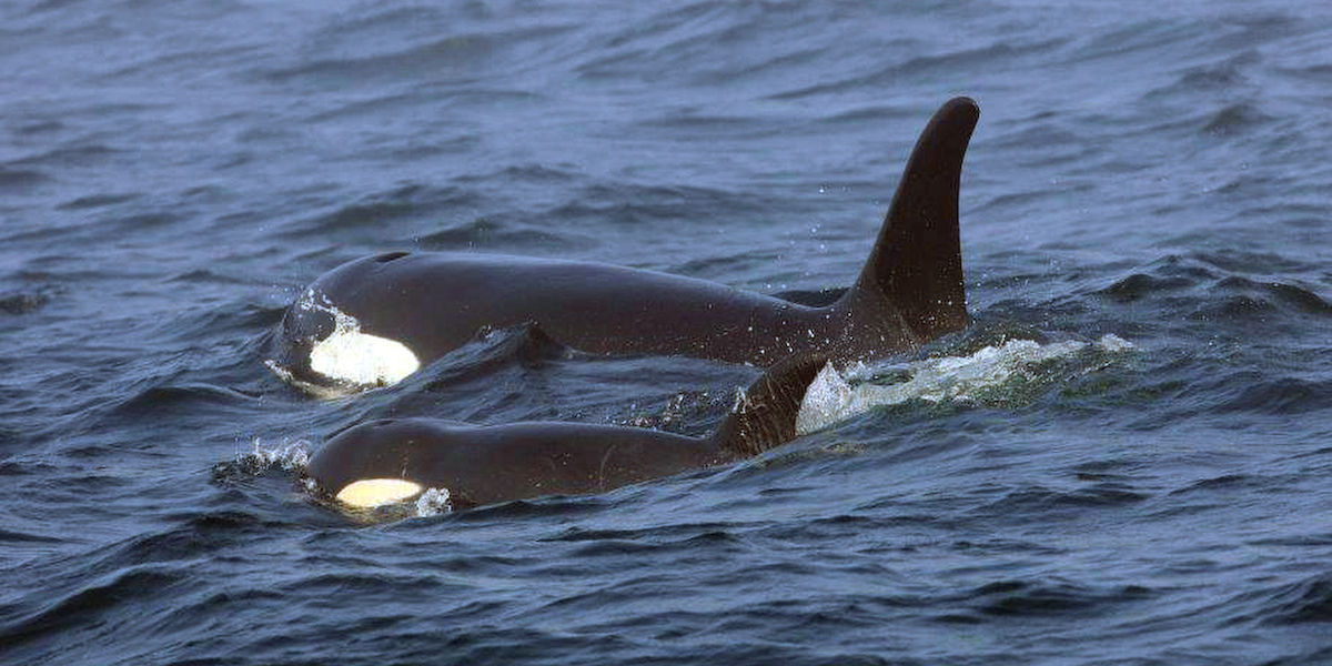 Due orche in mare