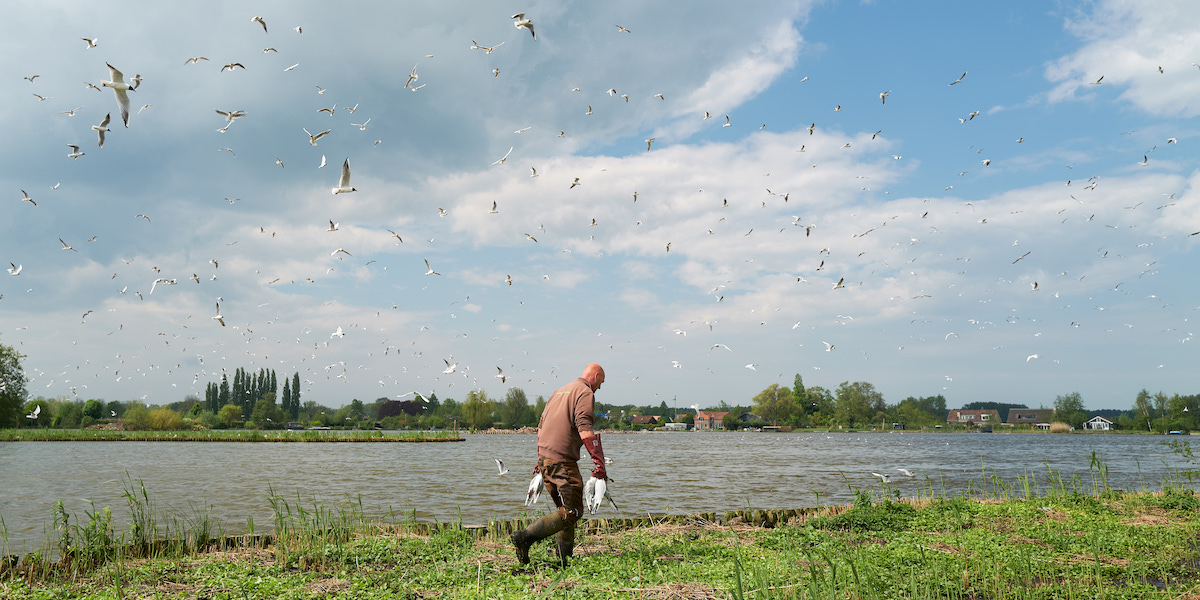 Attività di recupero di uccelli selvatici morti nelle vicinanze di Gouda, Paesi Bassi (Pierre Crom/Getty Images)