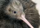 Lo zoo di Miami ha fatto arrabbiare la Nuova Zelanda per come trattava un kiwi