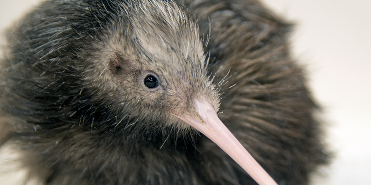 Miami Zoo angered New Zealand over how it treated a kiwi - Breaking Latest News